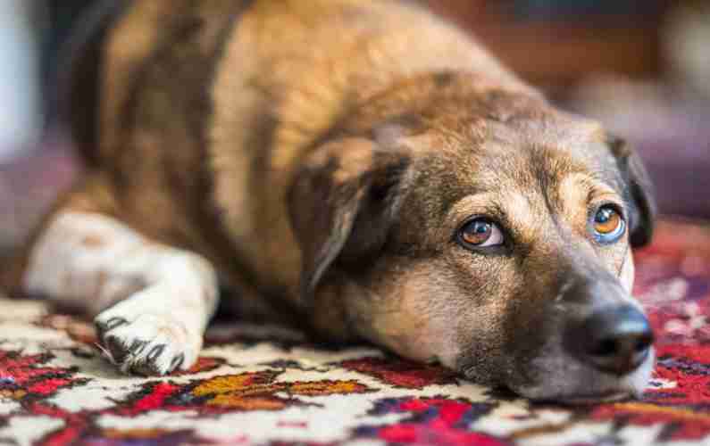 East Bay Oriental Rug Cleaning Pet Accidents